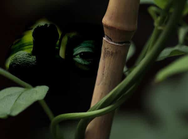 On the lookout in the jungle of the Web | Photo and editing © David Noir