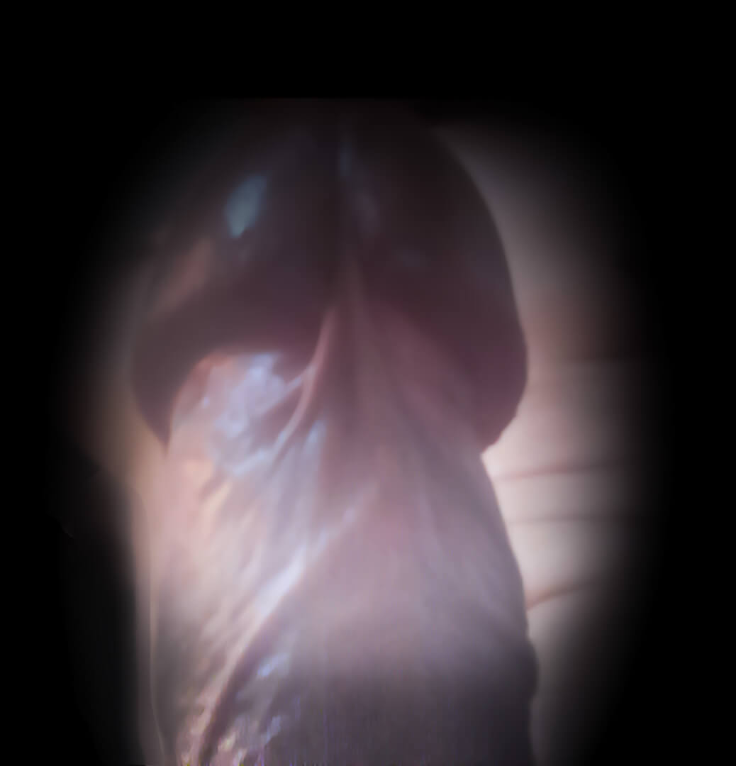 Phallus | Autoportrait | Ma bite, mon amie © David Noir